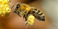 Biene mit Pollenhöschen