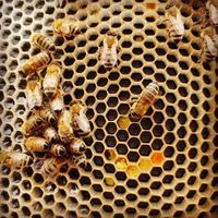 Honigwabe mit Pollen